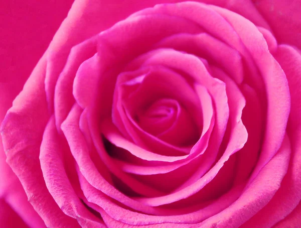 Close Beautiful Pink Rose — Stock Photo, Image