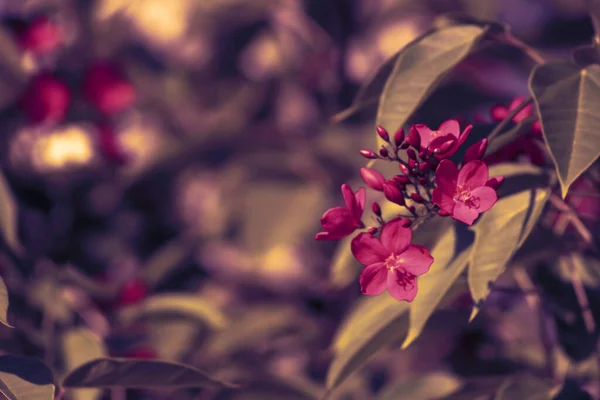 View of pink glowers. Moody flowers technique