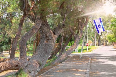 Ashkelon Ulusal Parkı 'ndaki yol. Ağaçta asılı İsrail bayrağı ve ışık huzmeleri