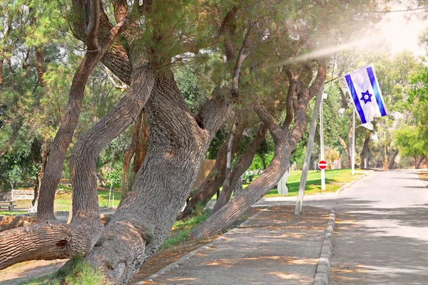 Carretera Parque Nacional Ashkelon Bandera Israelí Colgada Árbol Rayos Luz — Foto de Stock