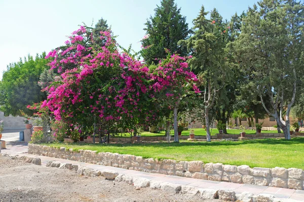 靠近以色列Beit Shemesh的Beit Jimal 或Beit Jamal 天主教修道院附近公园的开花树 — 图库照片