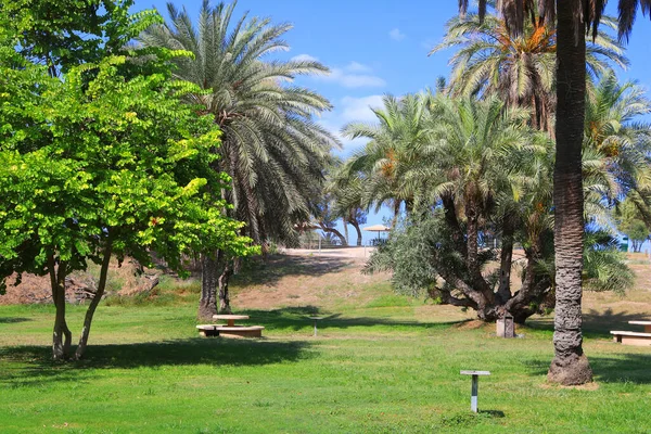 Srail Ashkelon Ulusal Parkı Nda Palmiye Manzarası Dinlenme Yeri — Stok fotoğraf