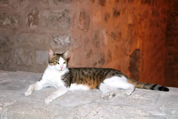 Cat Est Étendu Sur Ancien Mur Calcaire Dans Vieille Ville — Photo