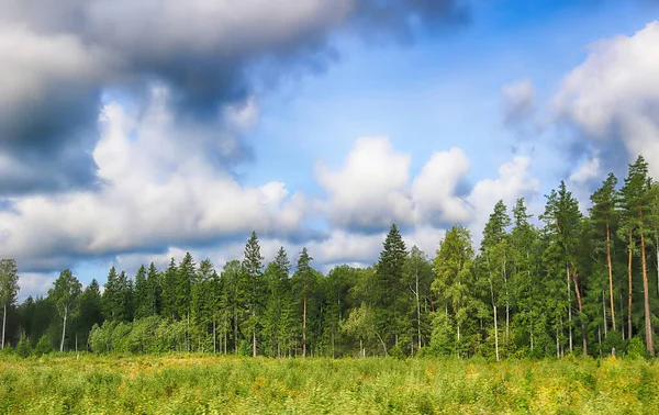 Beautiful Scenic View Pine Forest Estonia — Stock Photo, Image