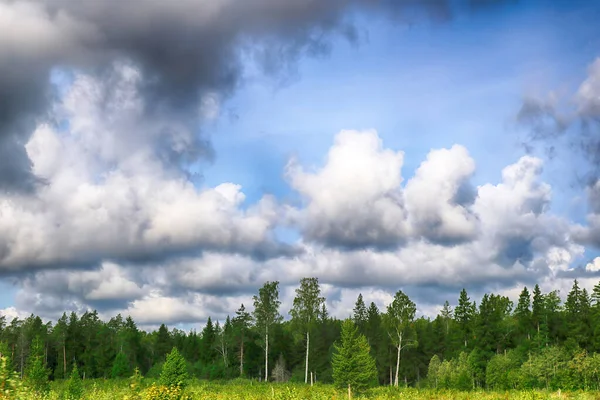 Beautiful Scenic View Pine Forest Estonia — Stock Photo, Image