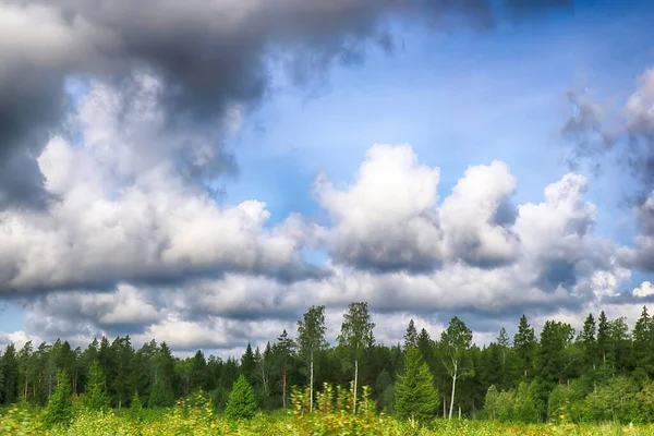 Beautiful Scenic View Pine Forest Estonia — Stock Photo, Image