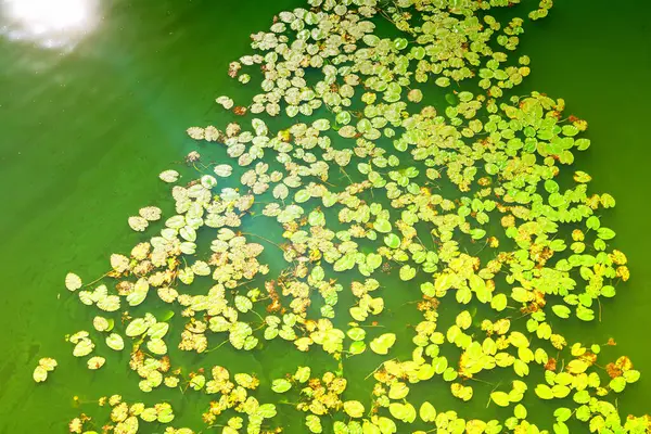 俯瞰着大量的百合花在河里的绿水里 阳光照射 — 图库照片