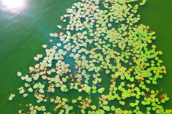 俯瞰着大量的百合花在河里的绿水里 阳光照射 — 图库照片