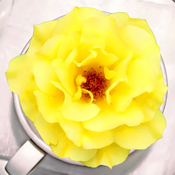 Žlutá Růže Bílém Šálku Krása Každém Okamžiku — Stock fotografie