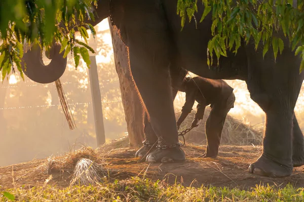 Pracownik Rezerwy Przykuwa Słonia Rano Chitwan Nepalu — Zdjęcie stockowe