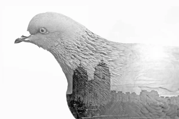 双曝光与城市鸽子和城市景观与建筑物 生态概念 — 图库照片
