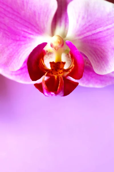Orchidée Pourpre Sur Fond Violet Image Verticale — Photo