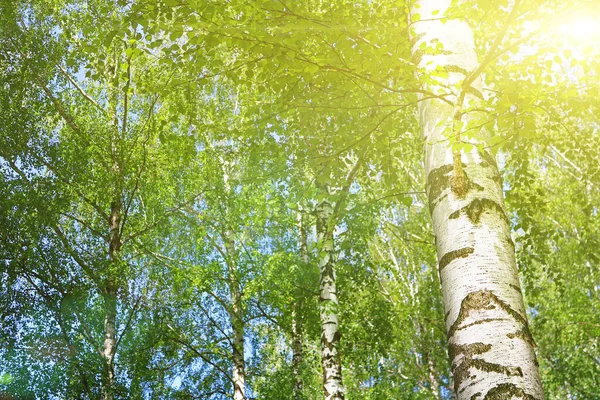 Birch Forest Green Foliage Spring — Stock Photo, Image