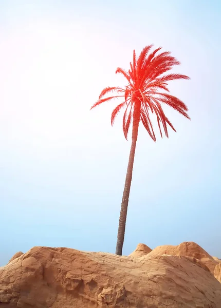 Palma Deserto Saara Luz Solar — Fotografia de Stock