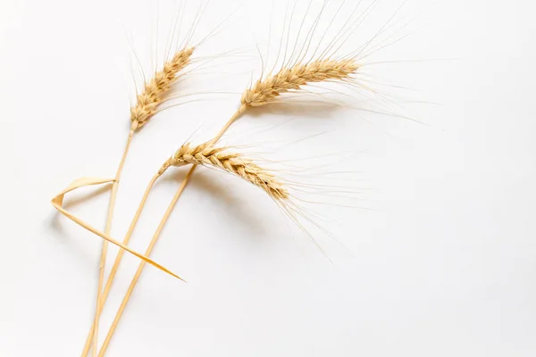 Grano duro su cartone bianco, primo piano — Foto Stock