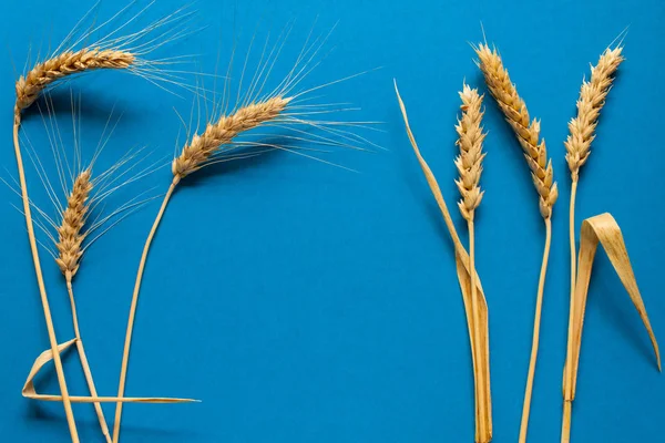 Hard and soft wheat composition on blue cardboard, close up — Stock Photo, Image