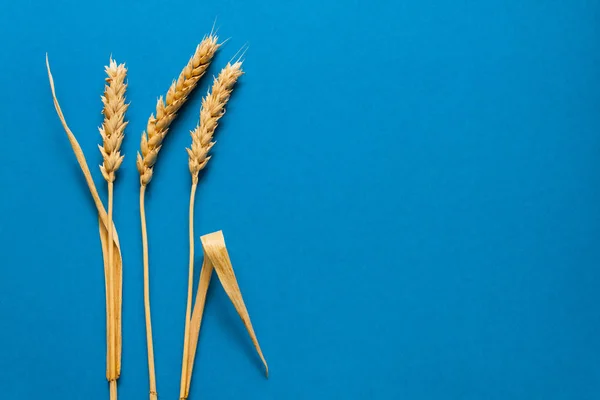 Wheat ears on blue cardboard, close up — Stock Photo, Image