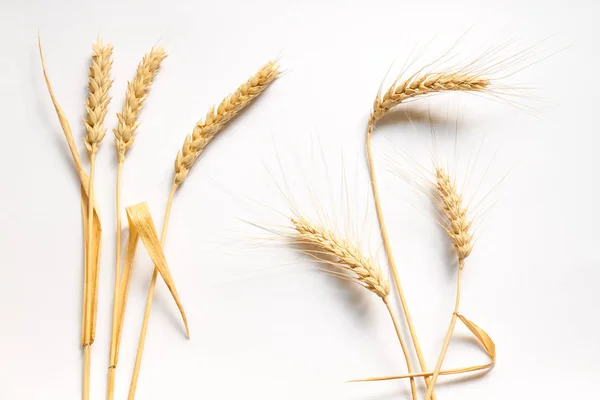Composizione di grano tenero e duro su cartone bianco, primo piano — Foto Stock