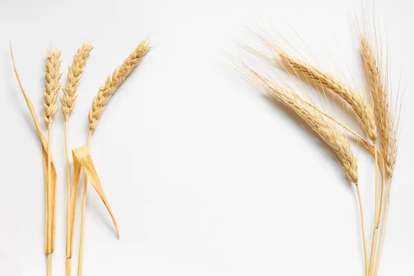 Composizione di frumento e segale su cartone bianco, primo piano — Foto Stock