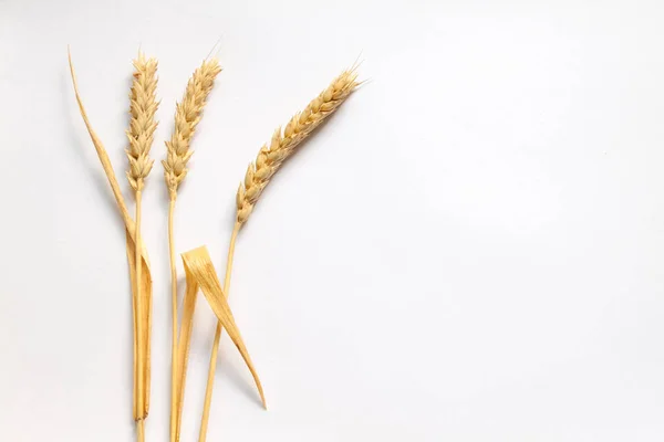 Orecchie di grano su cartone bianco, da vicino — Foto Stock