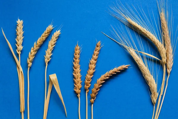 Wheat and rye composition on blue cardboard, close up — Stock Photo, Image
