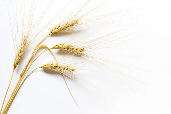 Barley ears on white background, close up — Stock Photo, Image