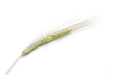 Çavdar kulak beyaz arka planda, yakın çekim