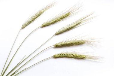 Beyaz arka plan, kulaklara çavdar yakın çekim