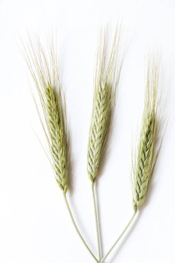 Beyaz arka plan, kulaklara çavdar yakın çekim