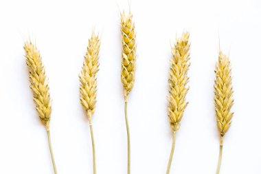 Buğday kulakları üzerine beyaz izole kapatmak