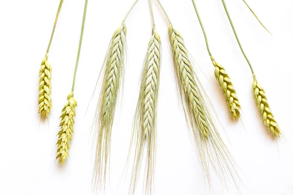 Пшеничные и ржаные уши разных размеров — стоковое фото