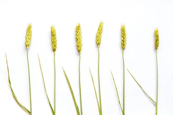 Orecchie di grano su sfondo bianco da vicino — Foto Stock