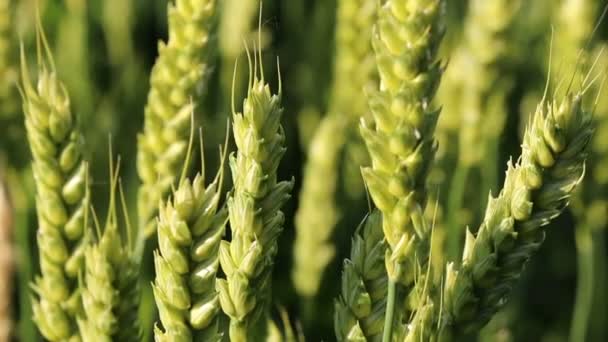 Пшеница близко — стоковое видео