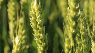 buğday yakın çekim