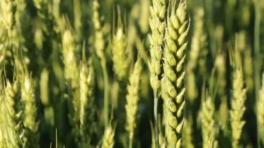 buğday yakın çekim