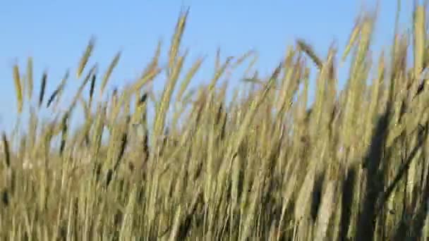 Field of rye, strong wind — Stock Video