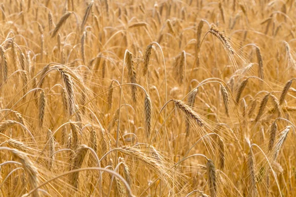 Rye field corn crop close up — Stock Photo, Image