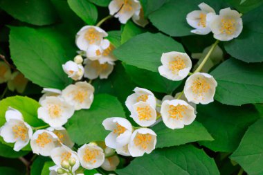 Çiçek açan Philadelphus yakın çekim