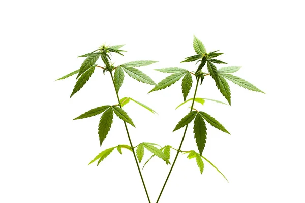 マリファナの植物。女性 — ストック写真