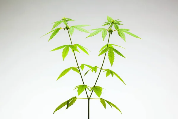 マリファナの植物。女性 — ストック写真