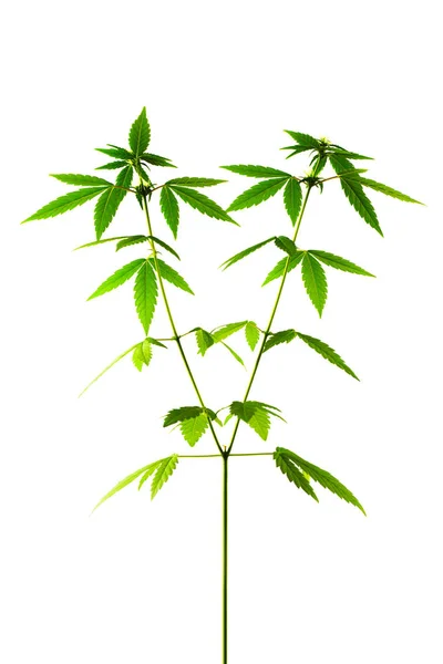 Marihuana-Pflanze. weiblich — Stockfoto