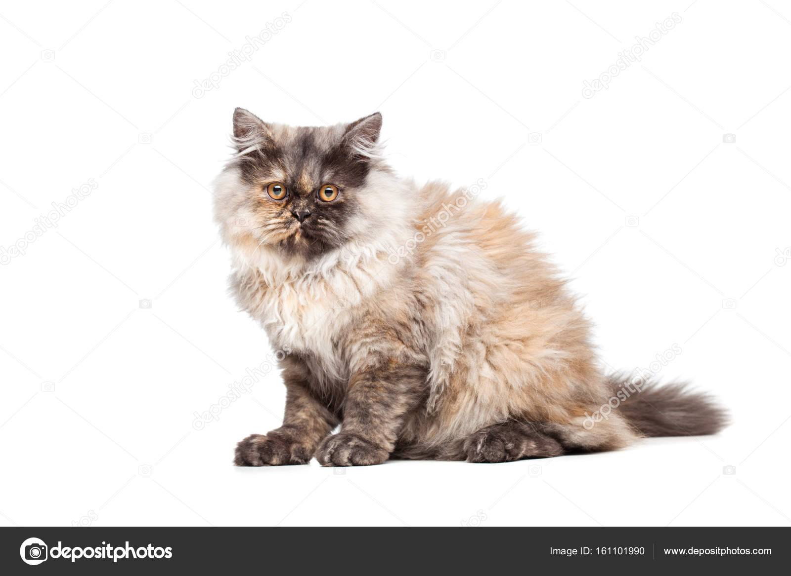 Gatto Persiano Chinchilla Foto Stock Kokimk 161101990