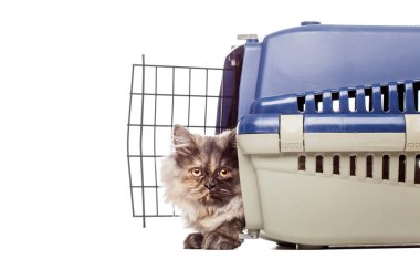 Chinchilla Farsça kedi evde beslenen hayvan bir kafes içinde