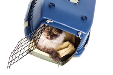 Chinchilla Farsça kedi evde beslenen hayvan bir kafes içinde