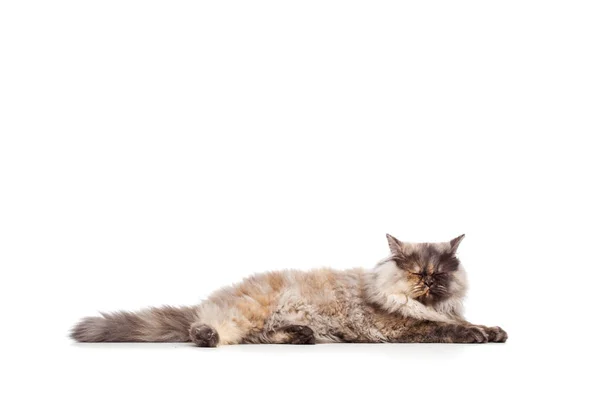 钦奇利亚波斯猫 — 图库照片