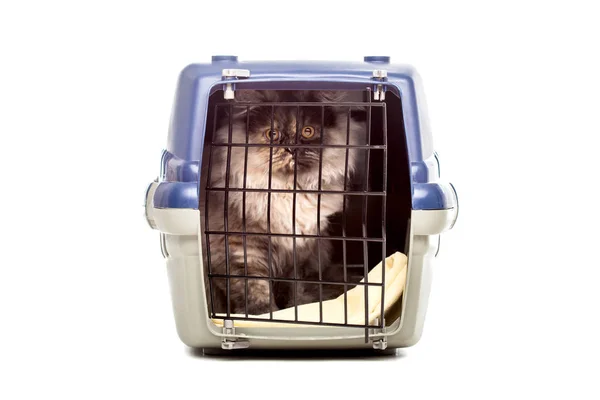 Chinchilla gato persa en una jaula para mascotas — Foto de Stock