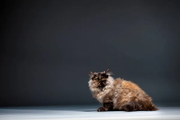 Chinchilla Perser katt — Stockfoto