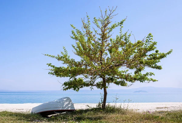 Одинокое дерево с лодкой — стоковое фото