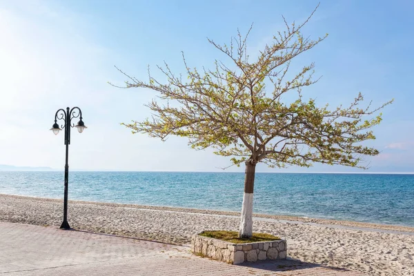 Árbol y farola — Foto de Stock