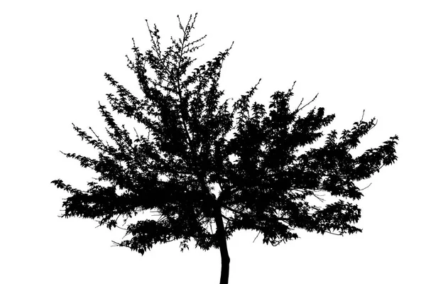 Silhouette d'arbre — Photo